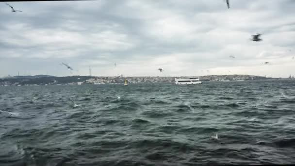 Måker Flyr Vann Bosporos Istanbul – stockvideo