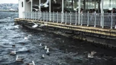 Martılar su üzerinde uçuyor, The Passage Bosphorus, Istanbul