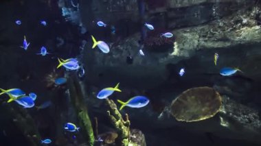 Güzel sualtı dünyasını bir oceanarium balıkların çok olduğu