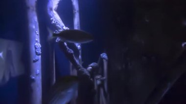 Güzel sualtı dünyasını bir oceanarium balıkların çok olduğu