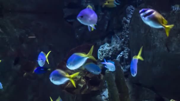 Güzel Sualtı Dünyasını Bir Oceanarium Balıkların Çok Olduğu — Stok video