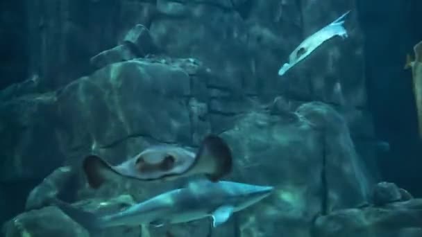 Piękny Podwodny Świat Jest Dużo Ryb Oceanarium — Wideo stockowe