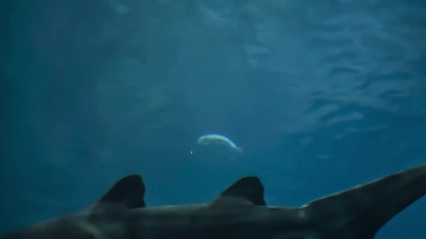 美丽的水下世界 是一个水族馆里的很多鱼 — 图库视频影像