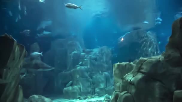 Die Wunderschöne Unterwasserwelt Viele Fische Einem Ozeanarium — Stockvideo