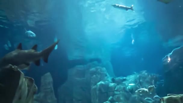 Beautiful Underwater World Lot Fishes Oceanarium — Stock Video