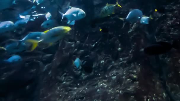 Hermoso Mundo Submarino Una Gran Cantidad Peces Oceanario — Vídeo de stock