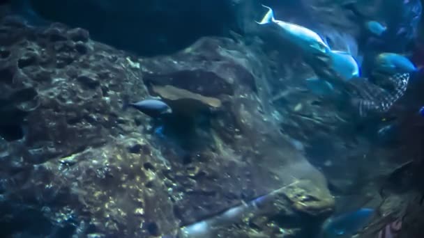 Güzel Sualtı Dünyasını Bir Oceanarium Balıkların Çok Olduğu — Stok video