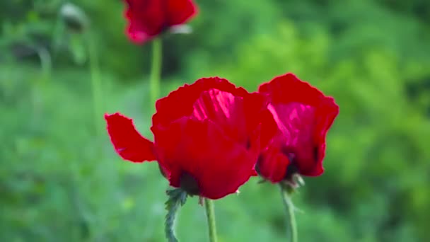 Blossoming Red Poppies Green Slope Rare Plants Included Red List — Stock Video