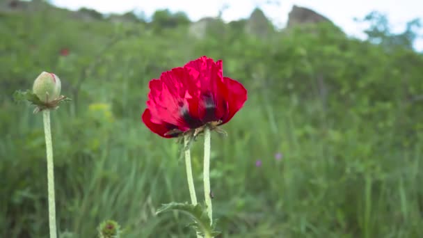 Blommande Röda Vallmo Grön Sluttning Sällsynta Växter Som Ingår Den — Stockvideo
