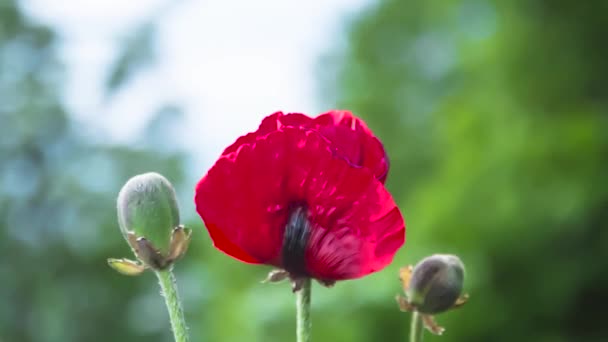 Bloeiend Van Rode Klaprozen Een Groene Helling Zeldzame Planten Opgenomen — Stockvideo