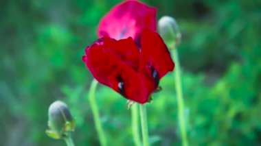 Yeşil yamaçta kırmızı haşhaş tomurcuklanıyor. Kırmızı Liste 'de bulunan nadir bitkiler