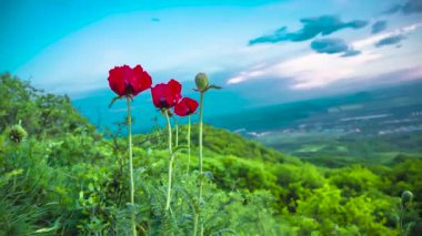 Yeşil yamaçta kırmızı haşhaş tomurcuklanıyor. Kırmızı Liste 'de bulunan nadir bitkiler