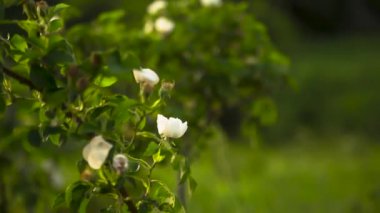 Yeşil bir açıklıkta çiçekler. Vahşi doğadaki bitkiler