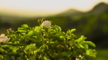 Yeşil bir açıklıkta çiçekler. Vahşi doğadaki bitkiler