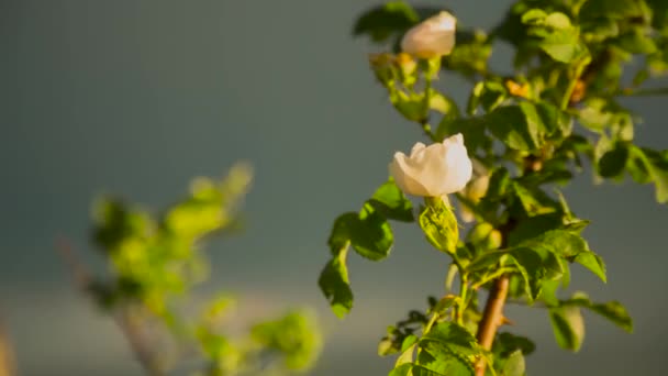 Fleurs Sur Une Clairière Verte Plantes Dans Nature Sauvage — Video