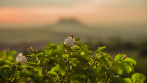 Bloemen Een Groene Glade Planten Wilde Natuur — Stockvideo