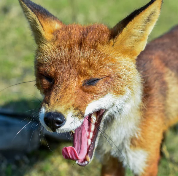 Face portrait of a yawning young red fox