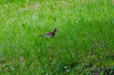 Yalnız kahverengi ardıç kuşu yaz otlağında taze yeşil çimlerin üzerinde sessizce duruyor. Parlak yeşil çimlerin üzerinde dinlenen kahverengi ardıç kuşu doğal olarak yaz çayırlarına karışıyor..