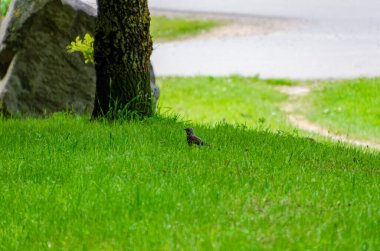 Yalnız kahverengi ardıç kuşu yaz otlağında taze yeşil çimlerin üzerinde sessizce duruyor. Parlak yeşil çimlerin üzerinde dinlenen kahverengi ardıç kuşu doğal olarak yaz çayırlarına karışıyor..