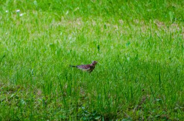 Yalnız kahverengi ardıç kuşu yaz otlağında taze yeşil çimlerin üzerinde sessizce duruyor. Parlak yeşil çimlerin üzerinde dinlenen kahverengi ardıç kuşu doğal olarak yaz çayırlarına karışıyor..