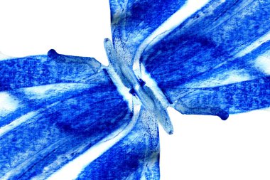 Soyut mürekkep arka planı. Mermer tarzı. Beyaz kağıda mavi boya inme dokusu. Web ve oyun tasarımı için duvar kağıdı. Grunge çamur sanatı.