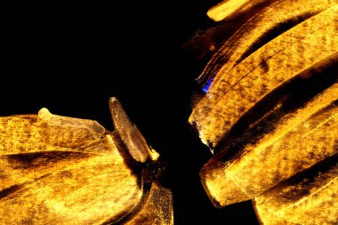 Soyut sanat altın sarı boya konturları doku siyah kağıt üzerinde