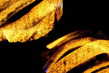 Soyut sanat altın sarı boya konturları doku siyah kağıt üzerinde