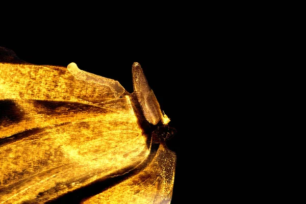 lekeli altın sarı boya konturları doku siyah kağıt, kopya alan arka plan üzerinde