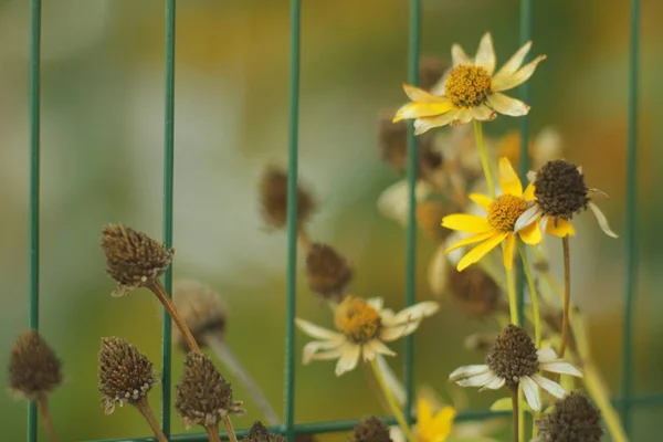 Fundo Floral Natural Com Jardim Flores Amarelas Com Cerca Metal — Fotografia de Stock
