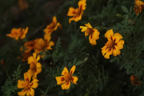 Natürliche Florale Hintergrund Mit Garten Gelben Ringelblumen — Stockfoto