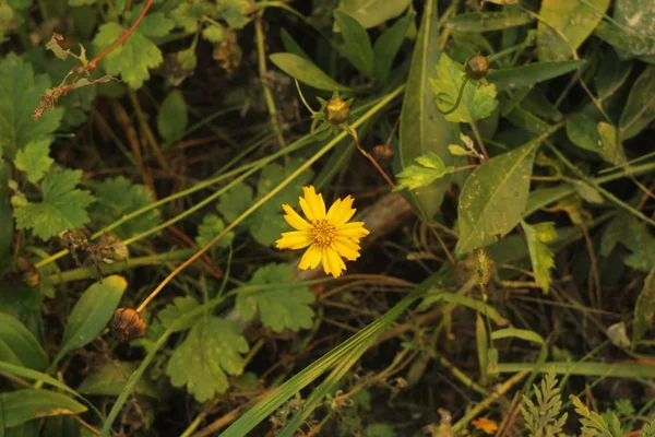 Fond Floral Naturel Avec Fleur Marguerite Jaune Sauvage Dans Les — Photo