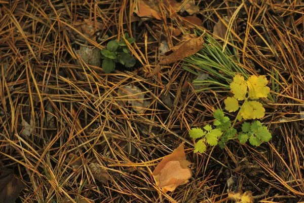 モミの針と緑の植物の葉と森の床と自然な花の背景 — ストック写真