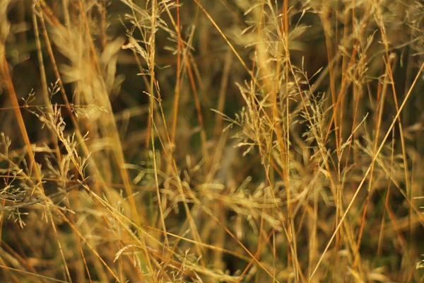Natural Floral Background Garden Grass Soft Sunlight — Stock Photo, Image