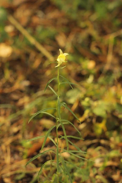 Hermosa Planta Floreciente Amarilla Jardín Luz Suave — Foto de Stock