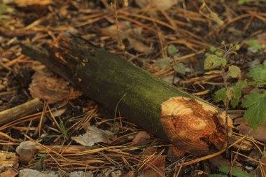 Orman zemin üzerinde ladin ağacı günlüğü ile doğal çiçek arka plan