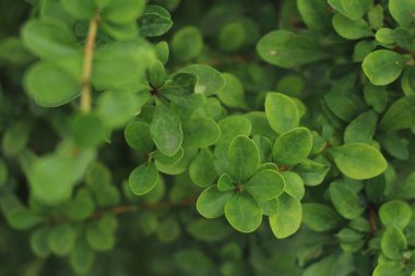 Yeşil bahçe çalı yaprakları, çiçek arka plan