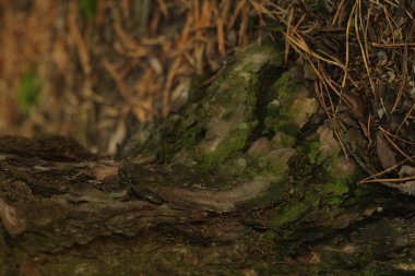 Orman zemin üzerinde ladin ağaç kamyon ile doğal çiçek arka plan