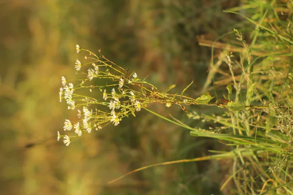 草の中の美しい庭のカモミールの花 — ストック写真