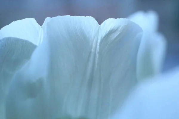 Bellissimo Tulipano Bianco Fiore Primo Piano — Foto Stock