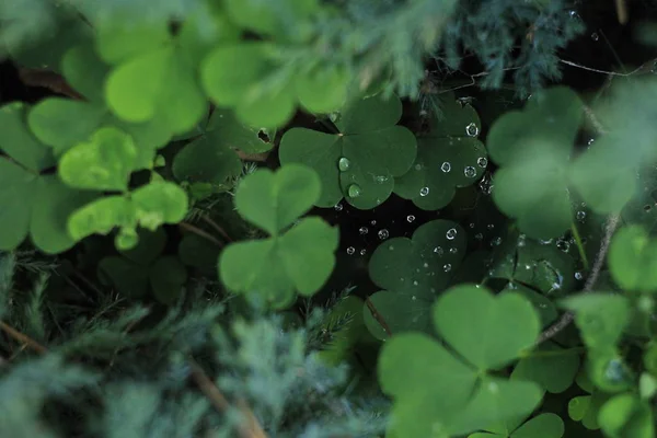 Foglie Trifoglio Verde Nella Foresta Sfondo Naturale — Foto Stock