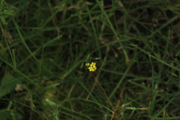 Hermoso Jardín Manzanilla Planta Con Flores Hierba — Foto de Stock