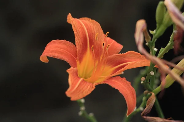 Kwiat Lilia Pomarańczowy Piękne Zewnątrz — Zdjęcie stockowe