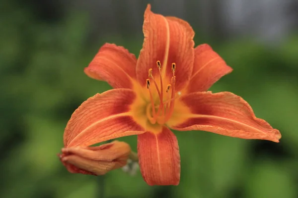 Kwiat Lilia Pomarańczowy Piękne Zewnątrz — Zdjęcie stockowe