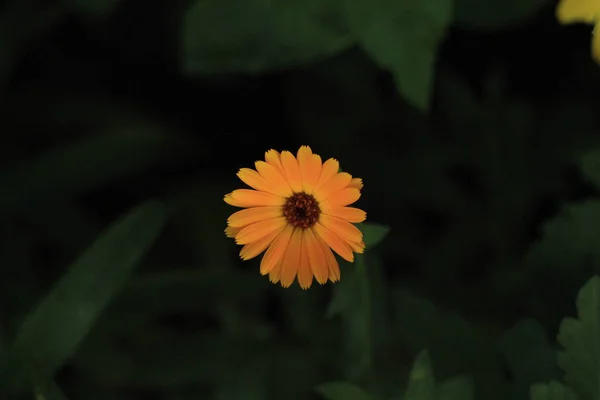 Bela Flor Laranja Livre — Fotografia de Stock