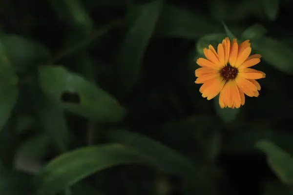 Bela Flor Laranja Livre — Fotografia de Stock