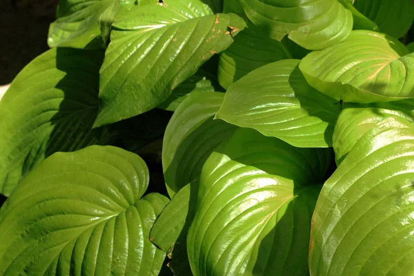 Primer Plano Las Hojas Verdes Fondo Naturaleza — Foto de Stock