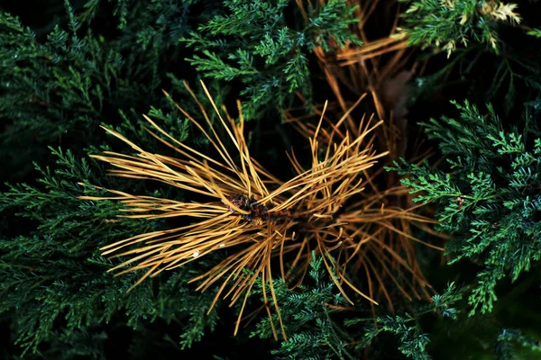 绿色植物特写 自然背景 — 图库照片