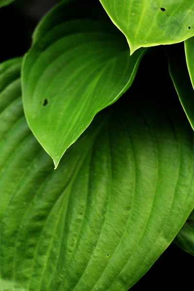 Primo Piano Foglie Verdi Sfondo Della Natura — Foto Stock