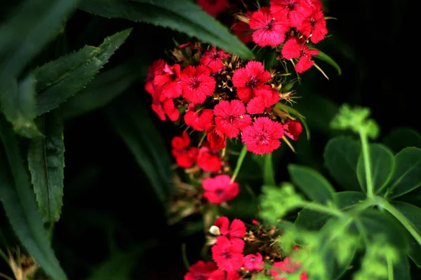 Naturlig Blomster Bakgrund Med Röda Blommor — Stockfoto