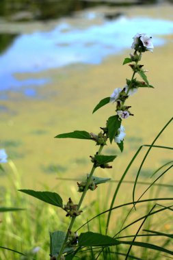 yeşil bitkilerin yakın çekim, doğa arka plan